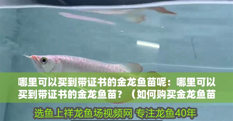 哪里可以買到帶證書的金龍魚苗呢：哪里可以買到帶證書的金龍魚苗？（如何購買金龍魚苗）