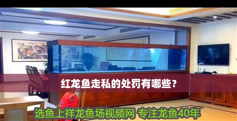 紅龍魚走私的處罰有哪些？