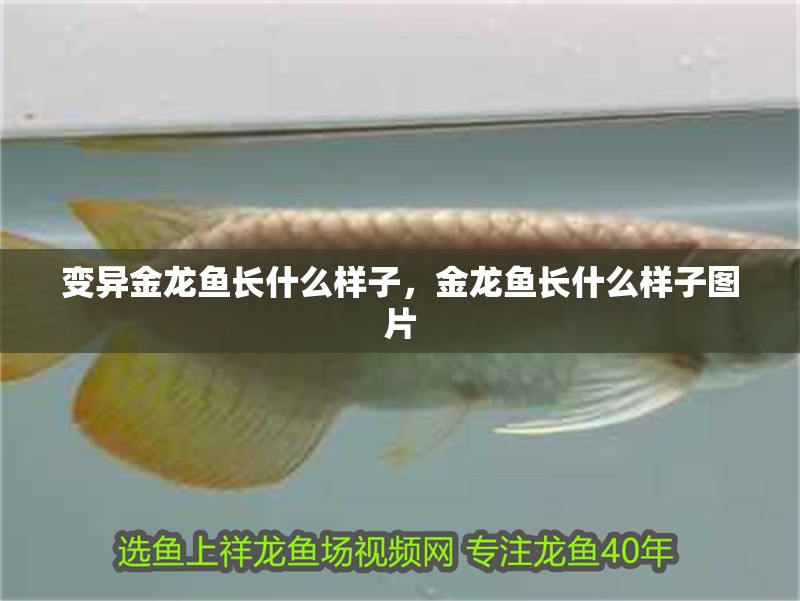 變異金龍魚長什么樣子，金龍魚長什么樣子圖片