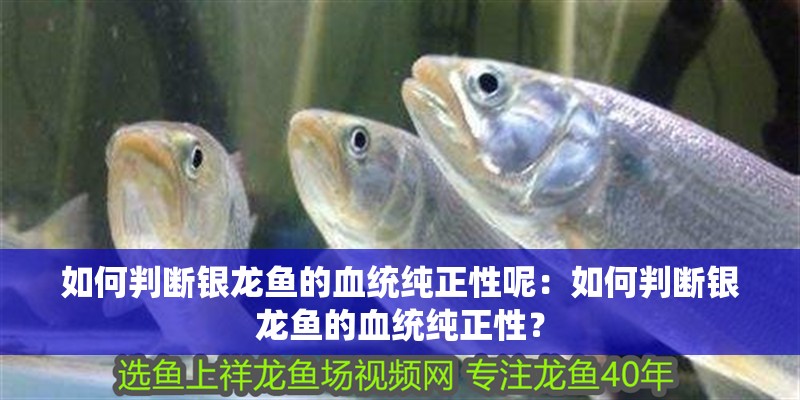 如何判斷銀龍魚的血統(tǒng)純正性呢：如何判斷銀龍魚的血統(tǒng)純正性？