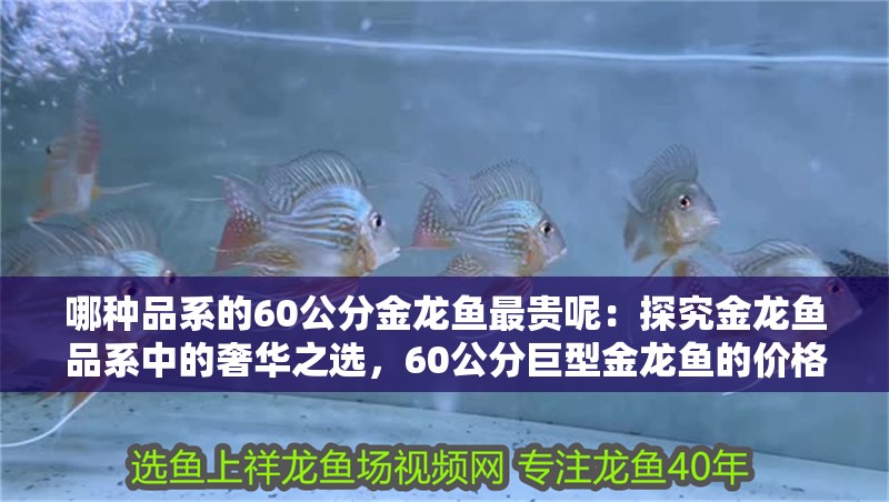 哪種品系的60公分金龍魚最貴呢：探究金龍魚品系中的奢華之選，60公分巨型金龍魚的價(jià)格之謎（60公分巨型金龍魚價(jià)格昂貴）