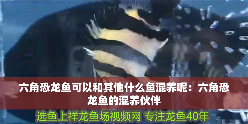 六角恐龍魚可以和其他什么魚混養(yǎng)呢：六角恐龍魚的混養(yǎng)伙伴