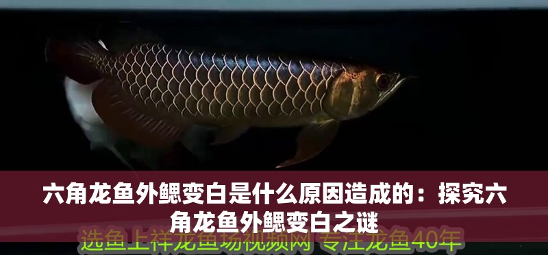 六角龍魚外鰓變白是什么原因造成的：探究六角龍魚外鰓變白之謎
