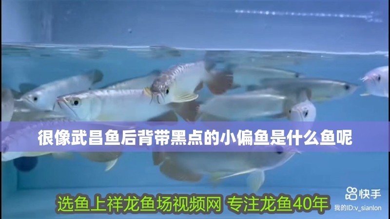 很像<strong><mark>武昌</mark></strong>魚后背帶黑點的小偏魚是什么魚呢