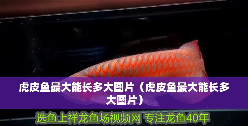 虎皮魚最大能長(zhǎng)多大圖片（虎皮魚最大能長(zhǎng)多大圖片）