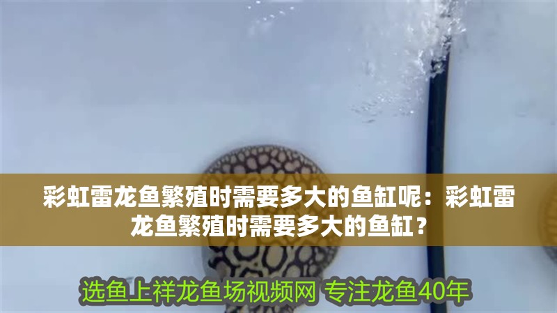 彩虹雷龍魚繁殖時需要多大的魚缸呢：彩虹雷龍魚繁殖時需要多大的魚缸？