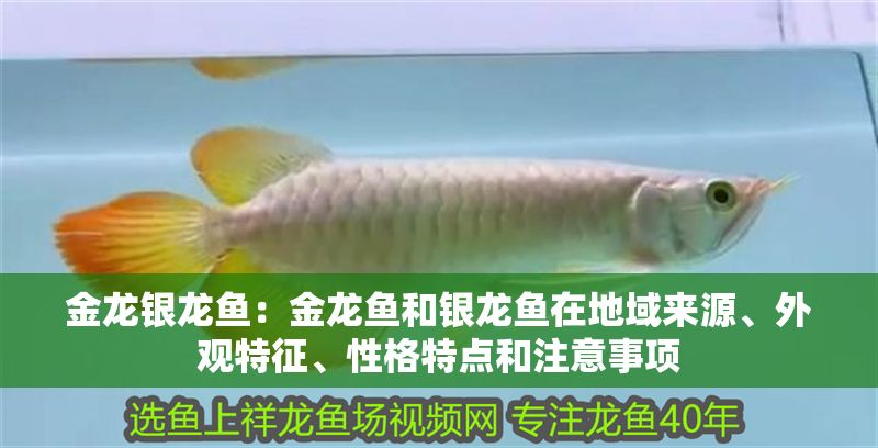 金龍銀龍魚：金龍魚和銀龍魚在地域來源、外觀特征、性格特點和注意事項 金龍銀龍魚：金龍魚和銀龍魚在地域來源、外觀特征、性格特點和注意事項 龍魚百科 第2張