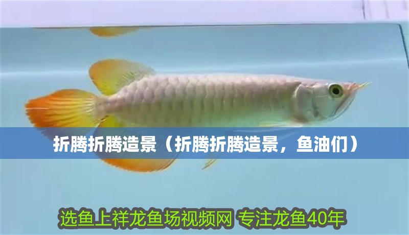折騰折騰造景（折騰折騰造景，魚油們） 折騰折騰造景（折騰折騰造景，魚油們） 觀賞魚百科