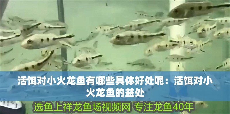 活餌對小火龍魚有哪些具體好處呢：活餌對小火龍魚的益處