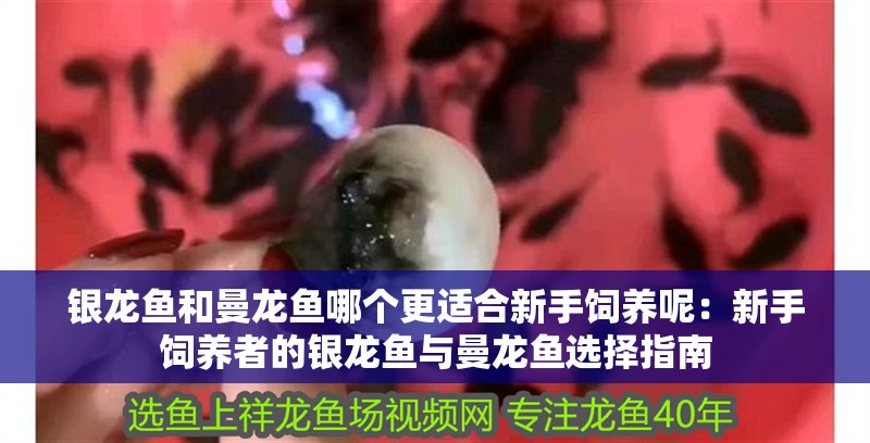 銀龍魚和曼龍魚哪個更適合新手飼養呢：新手飼養者的銀龍魚與曼龍魚選擇指南