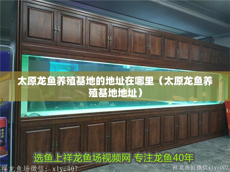 太原龍魚養殖基地的地址在哪里（太原龍魚養殖基地地址）