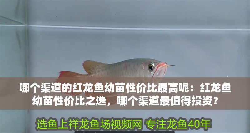 哪個(gè)渠道的紅龍魚(yú)幼苗性價(jià)比最高呢：紅龍魚(yú)幼苗性價(jià)比之選，哪個(gè)渠道最值得投資？
