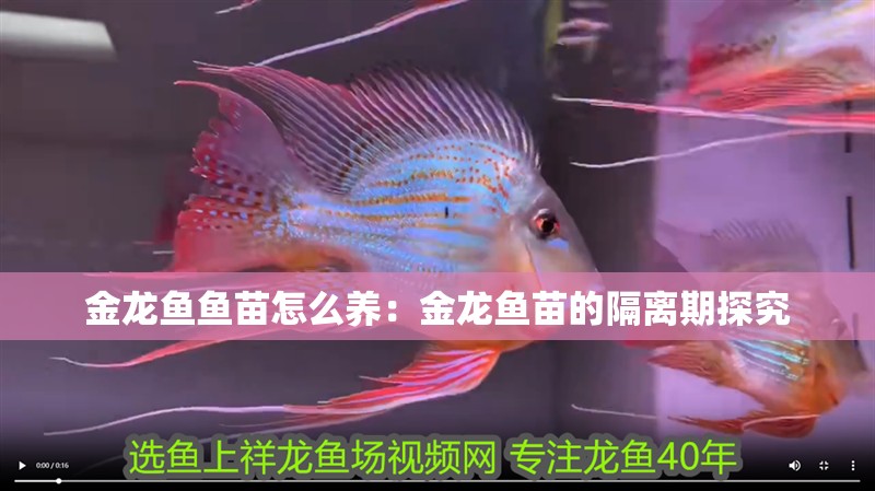 金龍魚魚苗怎么養：金龍魚苗的隔離期探究