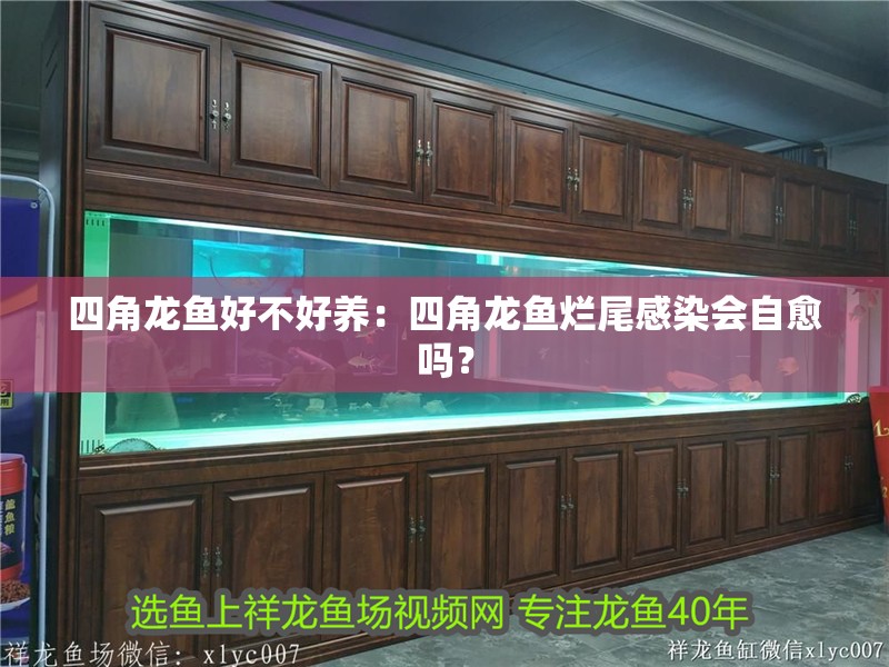 四角龍魚好不好養(yǎng)：四角龍魚爛尾感染會自愈嗎？ 四角龍魚好不好養(yǎng)：四角龍魚爛尾感染會自愈嗎？ 水族問答