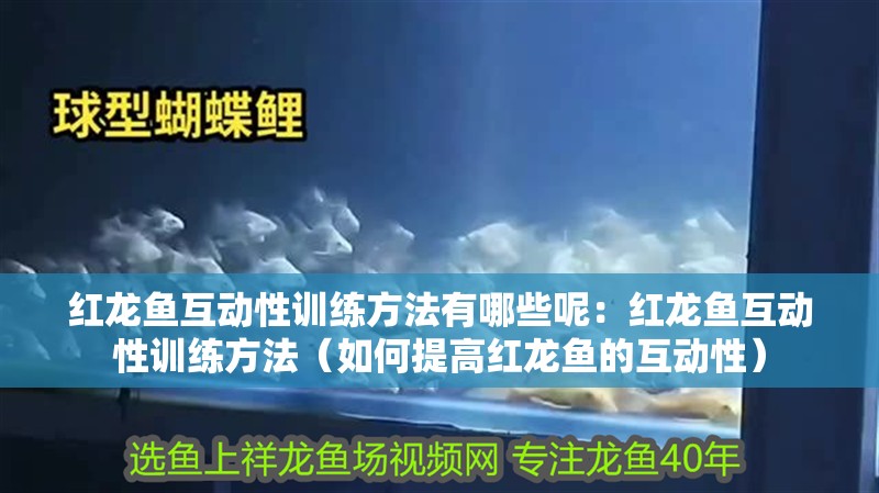 紅龍魚互動性訓練方法有哪些呢：紅龍魚互動性訓練方法（如何提高紅龍魚的互動性）