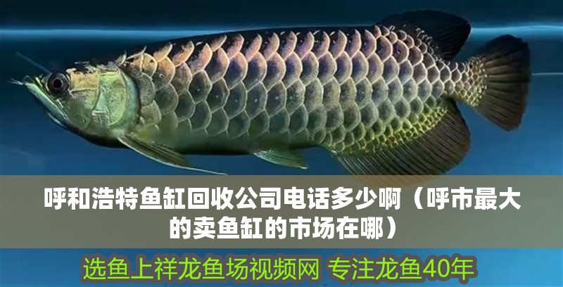 呼和浩特魚缸回收公司電話多少啊（呼市最大的賣魚缸的市場在哪） 呼和浩特魚缸回收公司電話多少啊（呼市最大的賣魚缸的市場在哪） 觀賞魚百科
