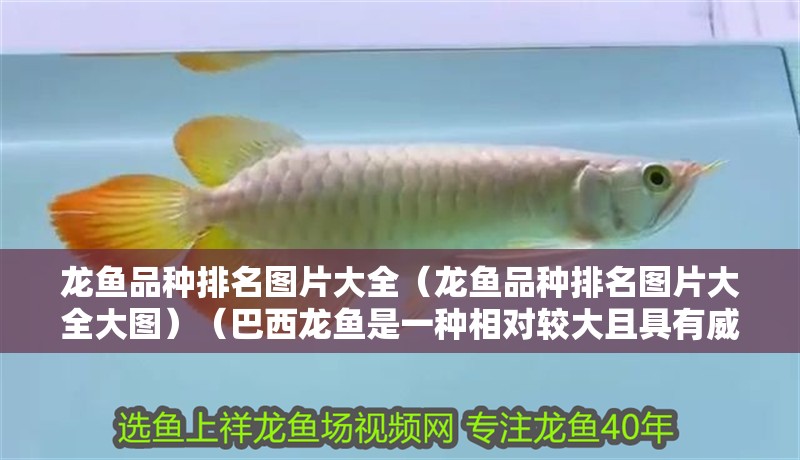 龍魚品種排名圖片大全（龍魚品種排名圖片大全大圖）（巴西龍魚是一種相對較大且具有威嚴外觀的品種）