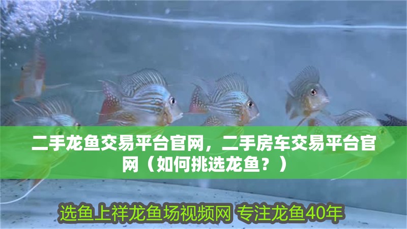 二手龍魚交易平臺(tái)官網(wǎng)，二手房車交易平臺(tái)官網(wǎng)（如何挑選龍魚？）