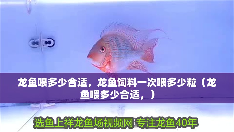 龍魚喂多少合適，龍魚飼料一次喂多少粒（龍魚喂多少合適，） 龍魚喂多少合適，龍魚飼料一次喂多少粒（龍魚喂多少合適，） 觀賞魚百科