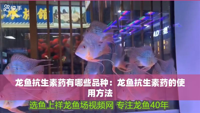 龍魚抗生素藥有哪些品種：龍魚抗生素藥的使用方法