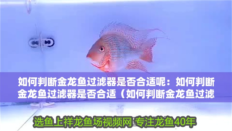 如何判斷金龍魚過濾器是否合適呢：如何判斷金龍魚過濾器是否合適（如何判斷金龍魚過濾器是否合適）