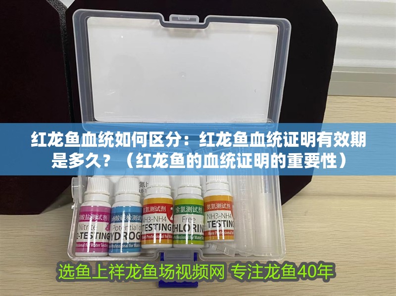 紅龍魚血統如何區分：紅龍魚血統證明有效期是多久？（紅龍魚的血統證明的重要性）