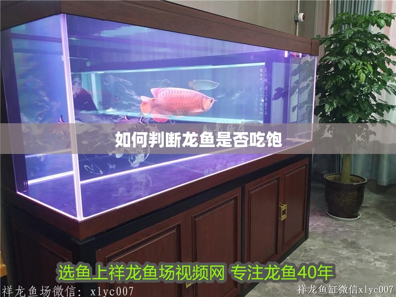 如何判斷龍魚是否吃飽