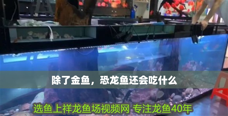 除了金魚，恐龍魚還會吃什么 除了金魚，恐龍魚還會吃什么 龍魚百科
