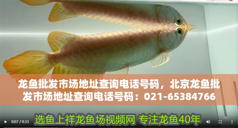 龍魚批發(fā)市場地址查詢電話號碼，北京龍魚批發(fā)市場地址查詢電話號碼：021-65384766