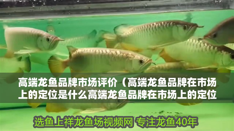 魚缸過濾器選購指南:自制魚缸過濾器魚缸上置過濾器對于養魚愛好者的必備知識 高端龍魚品牌市場評價(高端龍魚品牌在市場上的定位是什么高端龍魚品牌在市場上的定位是什么) 觀賞魚百科 高端龍魚品牌市場評價(高端龍魚品牌在市場上的定位是什么高端龍魚品牌在市場上的定位是什么) 高端龍魚品牌市場評價(高端龍魚品牌在市場上的定位是什么高端龍魚品牌在市場上的定位是什么) 觀賞魚百科