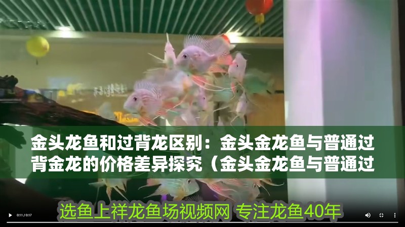 金頭龍魚和過背龍區別：金頭金龍魚與普通過背金龍的價格差異探究（金頭金龍魚與普通過背金龍魚的價格差異）