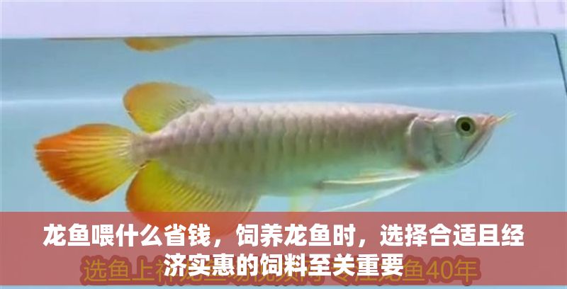 龍魚喂什么省錢，飼養龍魚時，選擇合適且經濟實惠的飼料至關重要