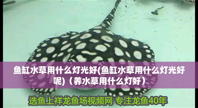 魚缸水草用什么燈光好(魚缸水草用什么燈光好呢)（養水草用什么燈好）