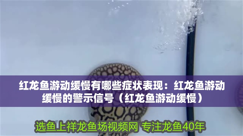 紅龍魚游動緩慢有哪些癥狀表現：紅龍魚游動緩慢的警示信號（紅龍魚游動緩慢）