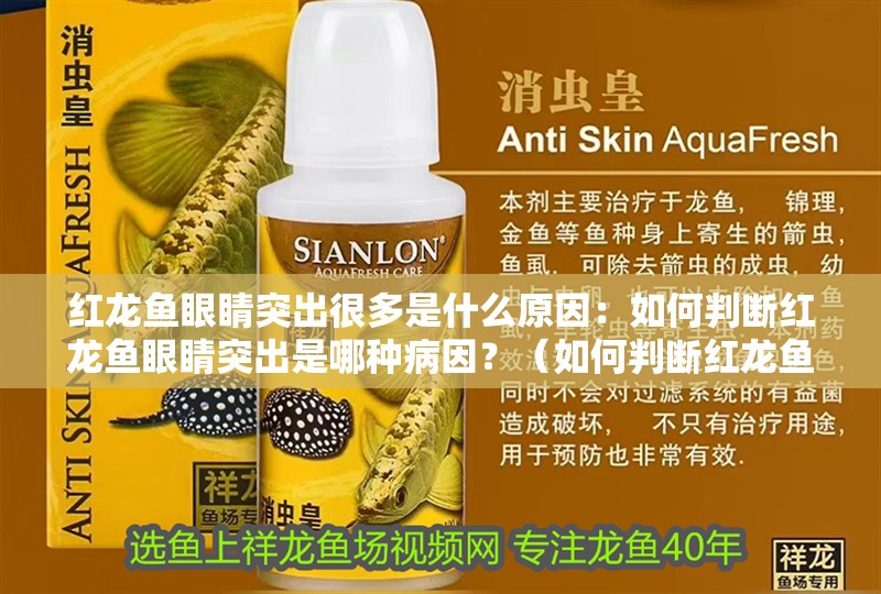 紅龍魚眼睛突出很多是什么原因：如何判斷紅龍魚眼睛突出是哪種病因？（如何判斷紅龍魚眼睛突出）