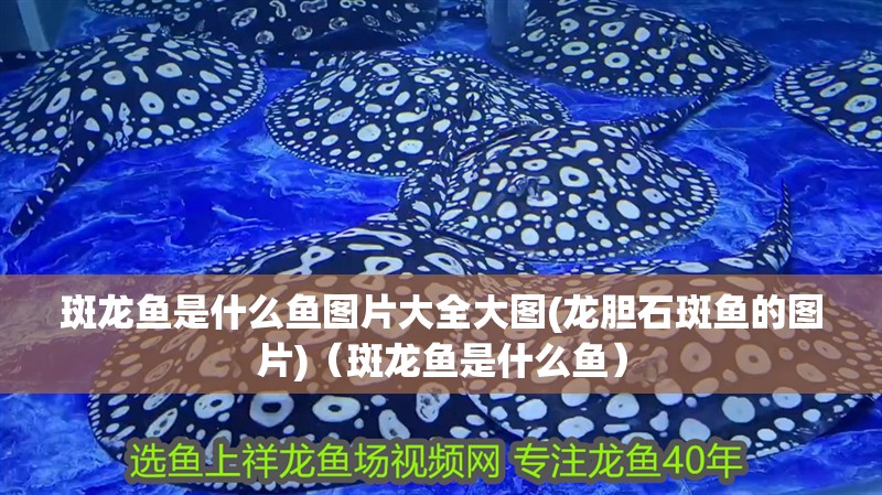 斑龍魚是什么魚圖片大全大圖(龍膽石斑魚的圖片)（斑龍魚是什么魚）