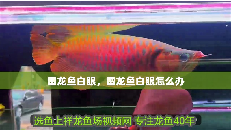 雷龍魚白眼，雷龍魚白眼怎么辦