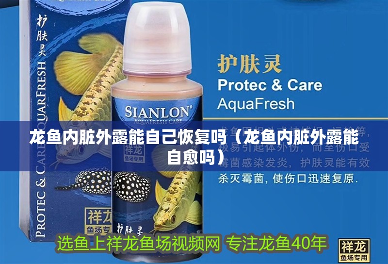 龍魚內臟外露能自己恢復嗎（龍魚內臟外露能自愈嗎） 龍魚內臟外露能自己恢復嗎（龍魚內臟外露能自愈嗎） 龍魚百科