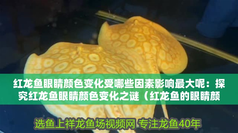 我的虎魚真菌感染了要怎么處理 紅龍魚眼睛顏色變化受哪些因素影響最大呢:探究紅龍魚眼睛顏色變化之謎(紅龍魚的眼睛顏色變化的影響因素) 水族問答 紅龍魚眼睛顏色變化受哪些因素影響最大呢:探究紅龍魚眼睛顏色變化之謎(紅龍魚的眼睛顏色變化的影響因素) 紅龍魚眼睛顏色變化受哪些因素影響最大呢:探究紅龍魚眼睛顏色變化之謎(紅龍魚的眼睛顏色變化的影響因素) 水族問答