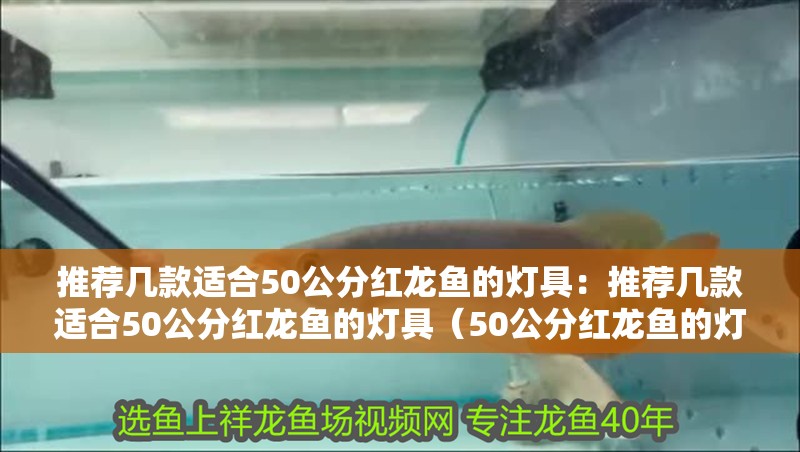 推薦幾款適合50公分紅龍魚的燈具：推薦幾款適合50公分紅龍魚的燈具（50公分紅龍魚的燈具適合50公分紅龍魚的燈具推薦）