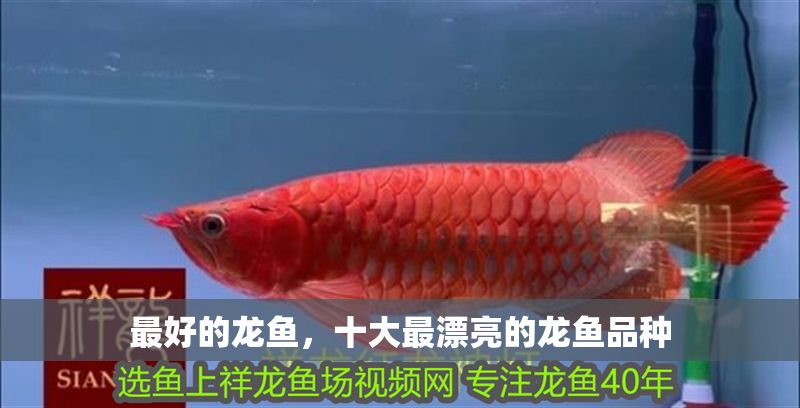 最好的龍魚，十大最漂亮的龍魚品種