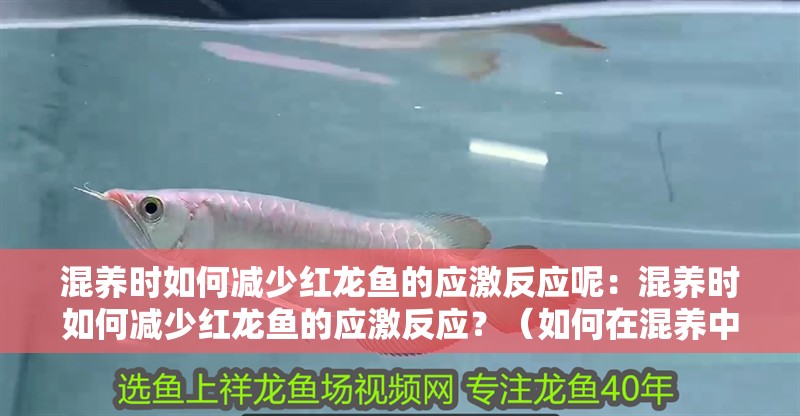 混養(yǎng)時(shí)如何減少紅龍魚的應(yīng)激反應(yīng)呢：混養(yǎng)時(shí)如何減少紅龍魚的應(yīng)激反應(yīng)？（如何在混養(yǎng)中減少紅龍魚的應(yīng)激反應(yīng)）