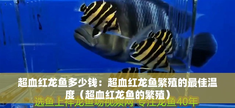 給大魚缸換水的作文:體驗給大魚缸換水的樂趣:體驗給大魚缸換水:給大魚缸換水的作文 超血紅龍魚多少錢:超血紅龍魚繁殖的最佳溫度(超血紅龍魚的繁殖) 水族問答 超血紅龍魚多少錢:超血紅龍魚繁殖的最佳溫度(超血紅龍魚的繁殖) 超血紅龍魚多少錢:超血紅龍魚繁殖的最佳溫度(超血紅龍魚的繁殖) 水族問答