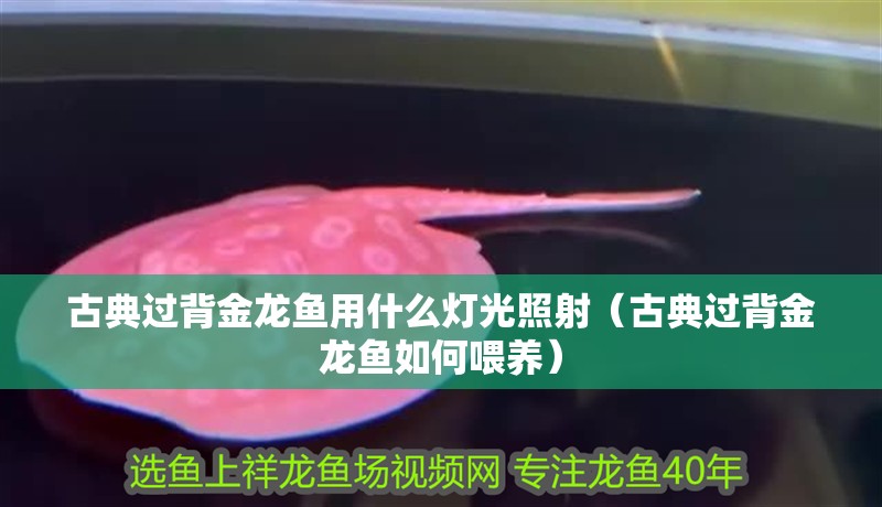 古典過背金龍魚用什么燈光照射（古典過背金龍魚如何喂養(yǎng)）