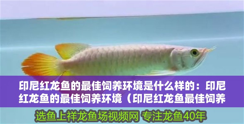 印尼紅龍魚的最佳飼養環境是什么樣的：印尼紅龍魚的最佳飼養環境（印尼紅龍魚最佳飼養環境的詳細指南）
