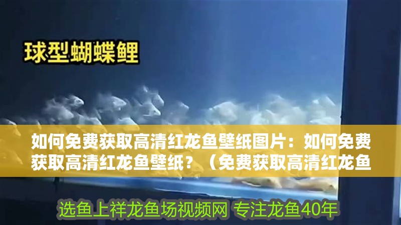如何免費(fèi)獲取高清紅龍魚(yú)壁紙圖片：如何免費(fèi)獲取高清紅龍魚(yú)壁紙？（免費(fèi)獲取高清紅龍魚(yú)壁紙）
