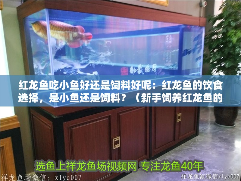 紅龍魚吃小魚好還是飼料好呢：紅龍魚的飲食選擇，是小魚還是飼料？（新手飼養紅龍魚的飲食需要了解紅龍魚的基本需求，紅龍魚值得探討） 紅龍魚吃小魚好還是飼料好呢：紅龍魚的飲食選擇，是小魚還是飼料？（新手飼養紅龍魚的飲食需要了解紅龍魚的基本需求，紅龍魚值得探討） 水族問答
