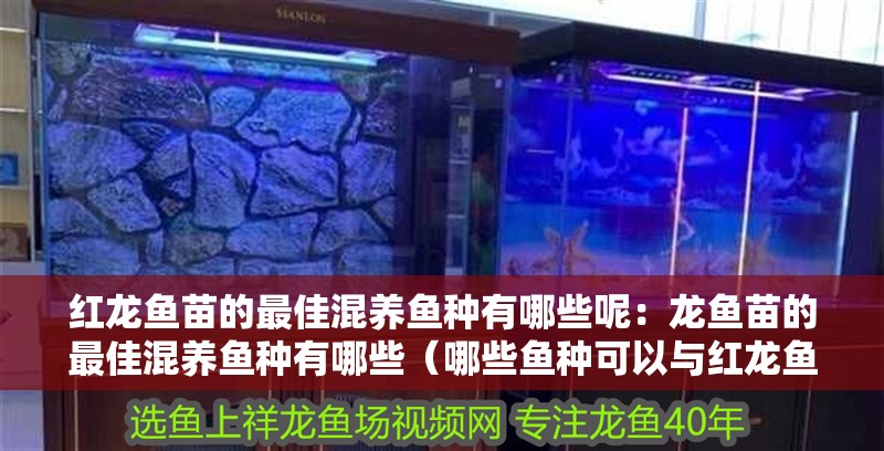 紅龍魚(yú)苗的最佳混養(yǎng)魚(yú)種有哪些呢：龍魚(yú)苗的最佳混養(yǎng)魚(yú)種有哪些（哪些魚(yú)種可以與紅龍魚(yú)混養(yǎng)）