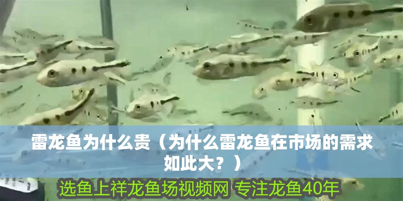 雷龍魚為什么貴（為什么雷龍魚在市場的需求如此大？） 雷龍魚為什么貴（為什么雷龍魚在市場的需求如此大？） 觀賞魚百科