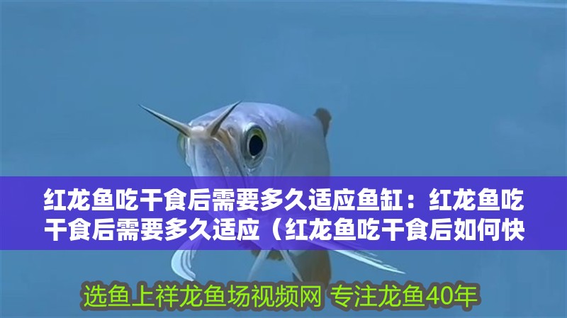 紅龍魚吃干食后需要多久適應魚缸：紅龍魚吃干食后需要多久適應（紅龍魚吃干食后如何快速適應新的飲食習慣）